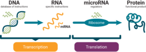 Nobel Prize in Physiology